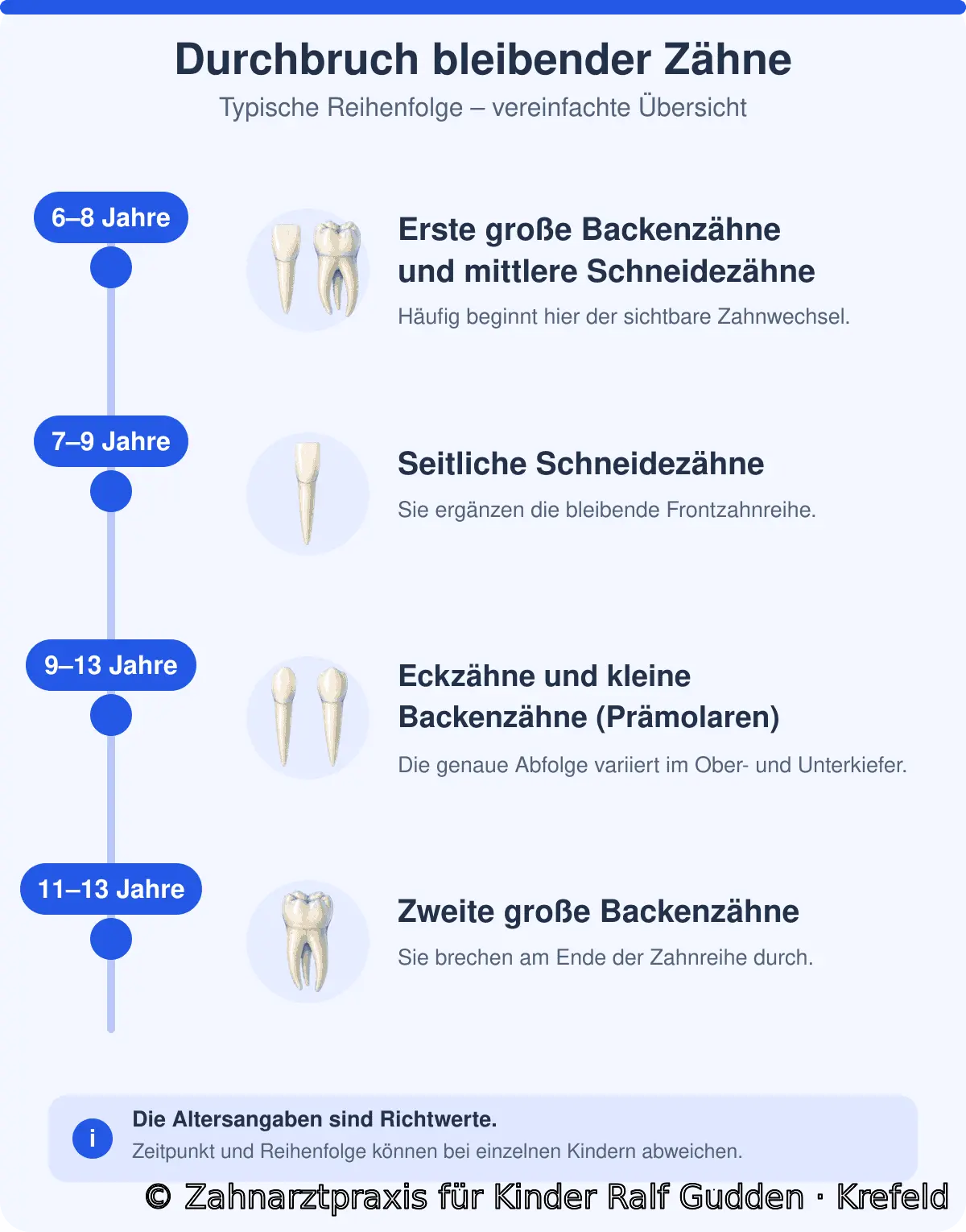 Grafik zur typischen Durchbruchsreihenfolge bleibender Zähne: erste große Backenzähne und mittlere Schneidezähne mit etwa 6 bis 8 Jahren, seitliche Schneidezähne mit 7 bis 9 Jahren, Eckzähne und kleine Backenzähne (Prämolaren) mit 9 bis 13 Jahren sowie zweite große Backenzähne mit 11 bis 13 Jahren