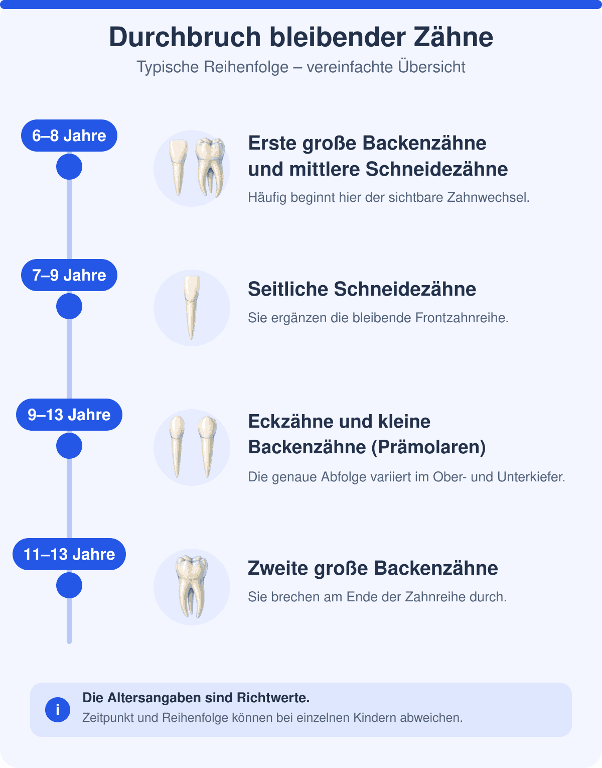 Grafik zur typischen Durchbruchsreihenfolge bleibender Zähne: erste große Backenzähne und mittlere Schneidezähne mit etwa 6 bis 8 Jahren, seitliche Schneidezähne mit 7 bis 9 Jahren, Eckzähne und kleine Backenzähne (Prämolaren) mit 9 bis 13 Jahren sowie zweite große Backenzähne mit 11 bis 13 Jahren